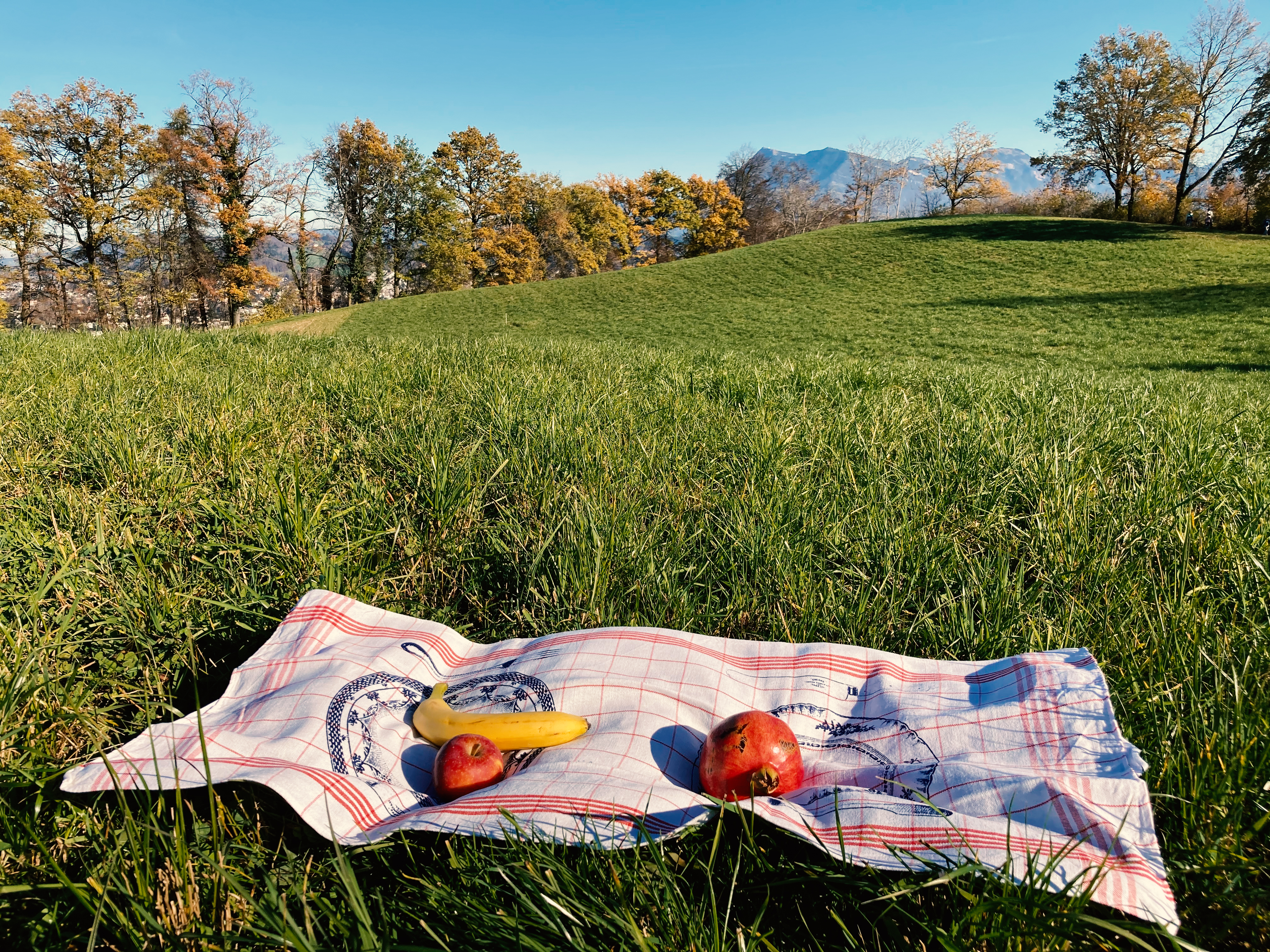 Elephant Studio   ­