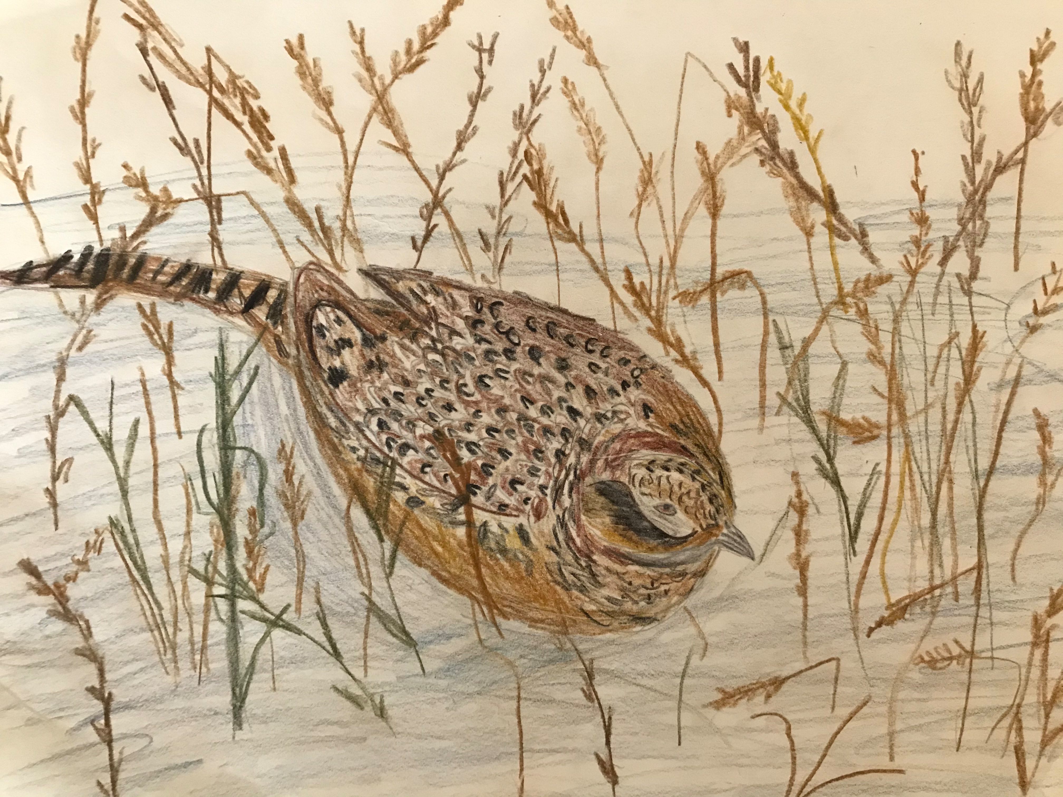 Elephant Studio   ­