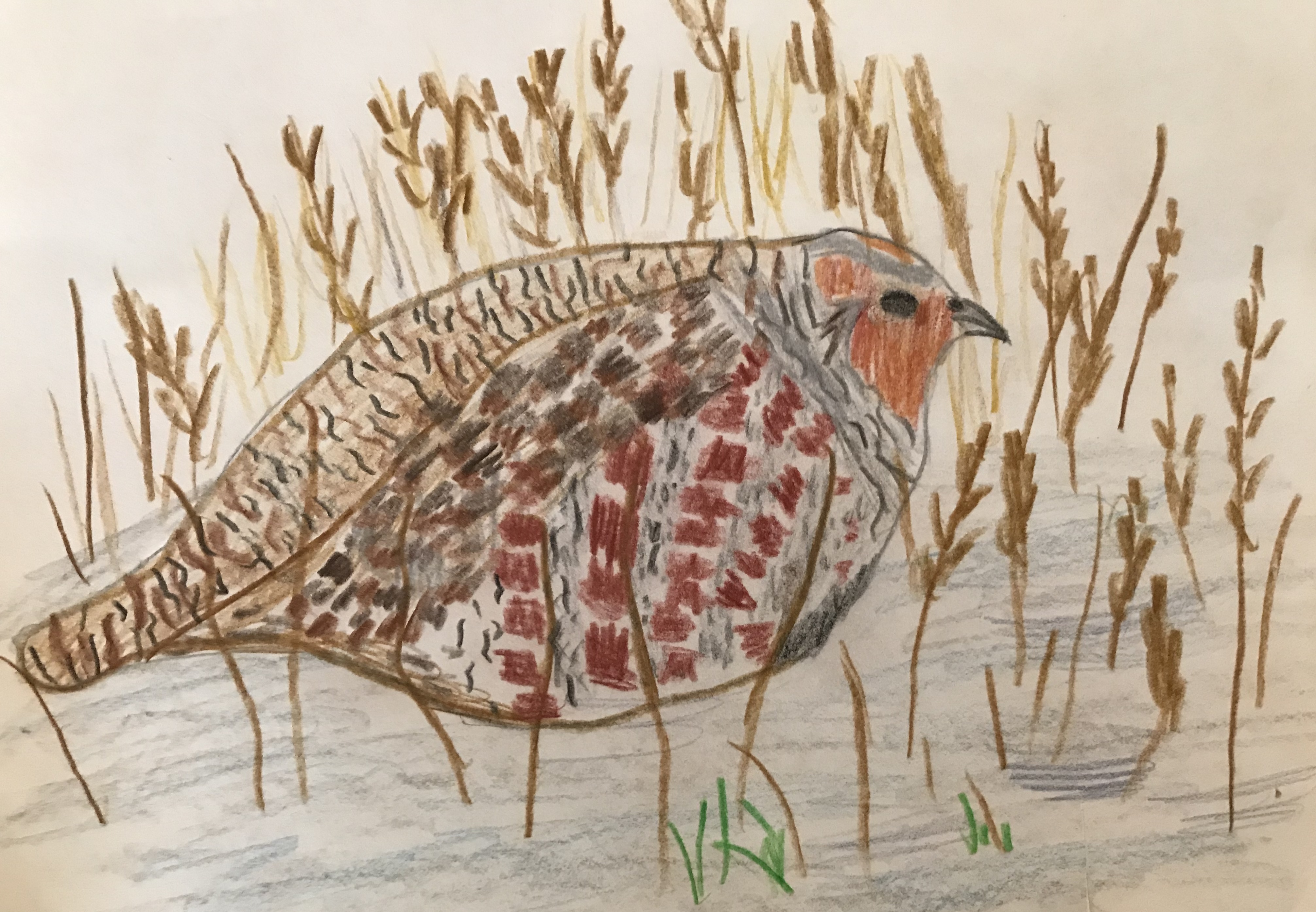 Elephant Studio   ­