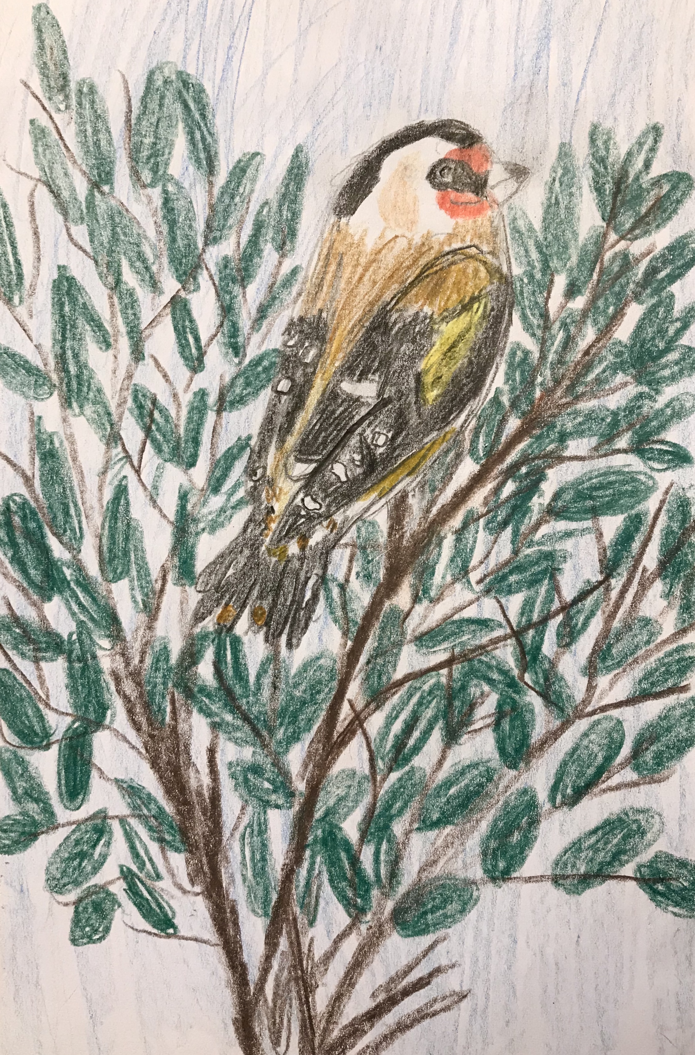 Elephant Studio   ­