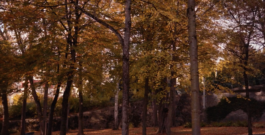 Elephant Studio   ­