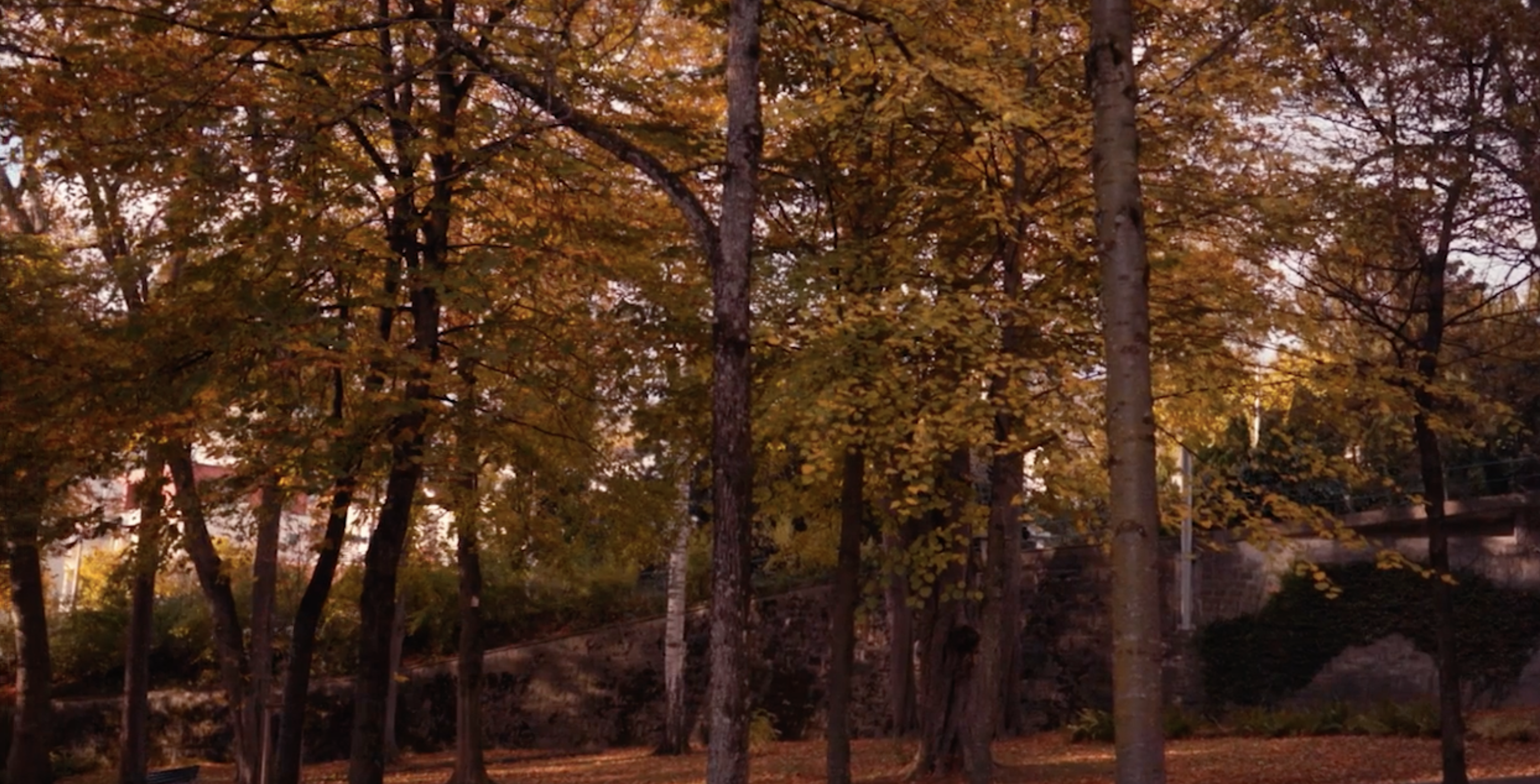 Elephant Studio   ­